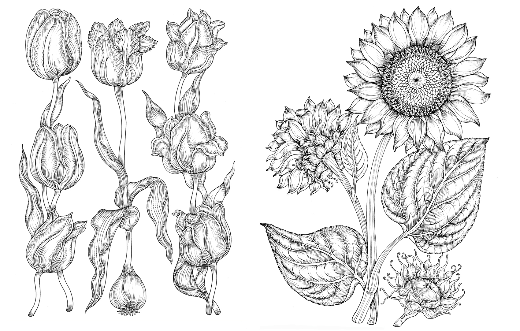 tulipani